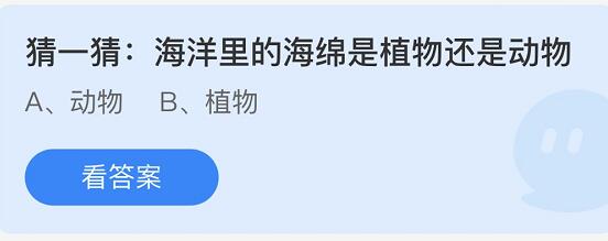 海洋里的海绵是植物还是动物蚂蚁森林(海洋里的海绵是植物还是动物植物)