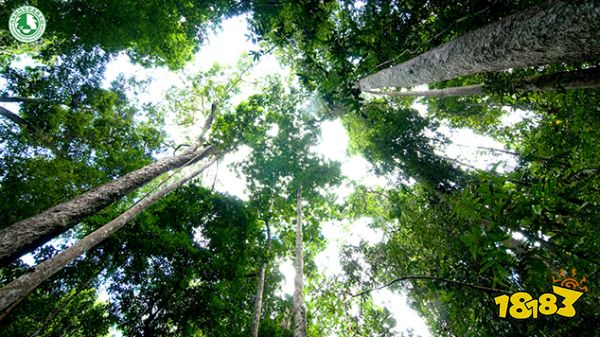 倩女手游联动西双版纳原始森林公园，免费旅拍招募中!